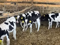 Бух, Russian Black pied cattle — 5 зураг