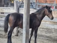 公马, Welsh Cob — 照片 7