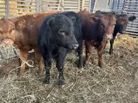 Bulle, Aberdeen-Angus — Foto 1