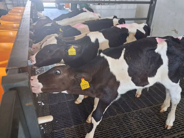 Bulle, Russian Black pied cattle