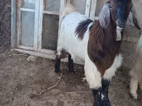 Goat, Goats — photo 2