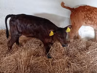 أبقار (دفعة، الجنس غير محدد), Russian Black pied cattle — الصورة 4