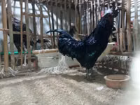Chickens — Foto 3