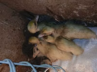 Ducks — الصورة 1