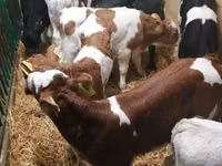 Cattle (batch, sex not specified), Cattle — photo 4
