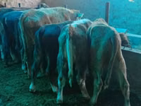 Toro, Ganado vacuno — foto 5