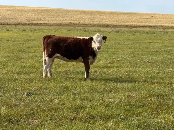 Cattle (batch, sex not specified), Hereford