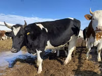 Үнээ, Russian Black pied cattle — 1 зураг