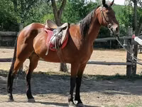 Horse (M), Horses — photo 1