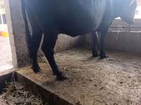 Kuh, Swiss cattle — Foto 8