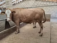 母牛, Alatau breed — 照片 8