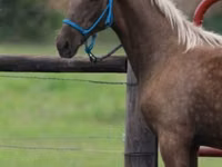 حصان, Black Sea breed — الصورة 4