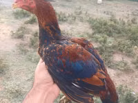 Chickens — फ़ोटो 1