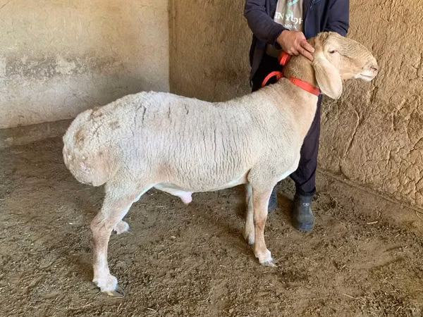 Carnero, Arashan sheep