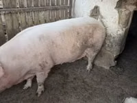 Sow — photo 2