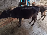 母牛, Cattle — 照片 3
