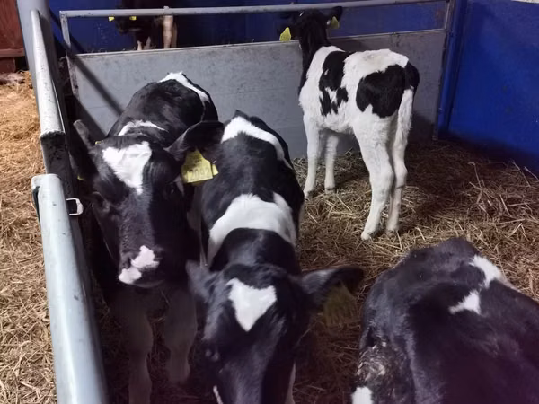 Bulle, Russian Black pied cattle