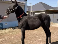 घोड़ा, Arabian horse — फ़ोटो 6