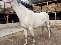Азаргагүй морь, Tersk horse — 2 зураг