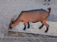 Ямаа, Alpine goat — 4 зураг