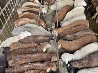 母羊, Krasnoyarsk sheep — 照片 7
