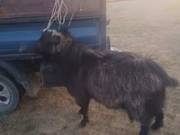 Cabro, Cabras — foto 2