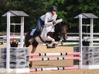 Адуу, Pinto horses — 8 зураг
