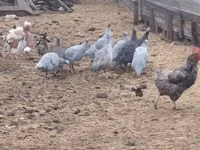 Guinea fowl — फ़ोटो 1