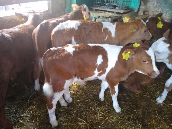 牛只（批次，未指定性别）, Limousin cow