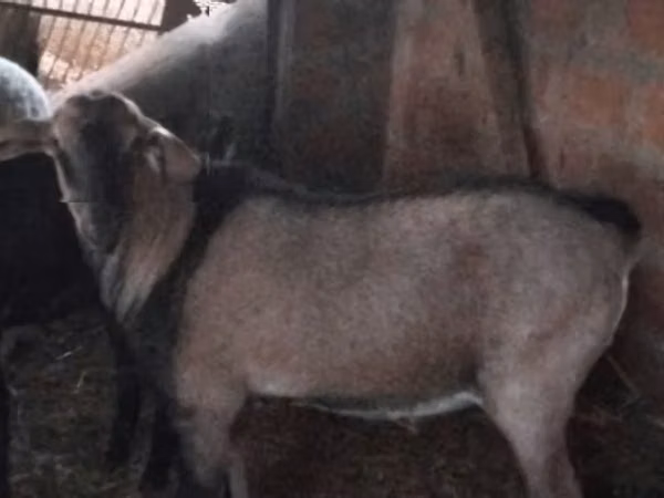 Ямааны ухна, Nubian Goat