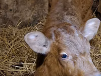 ثور, Simmental cattle — الصورة 1