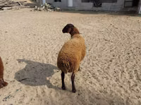Ram, Sheep — photo 8