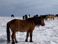 公马, Mugalzhar horse — 照片 8