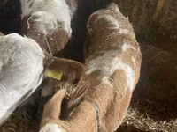 母牛, Simmental cattle — 照片 2