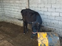 Cow, Cattle — photo 5