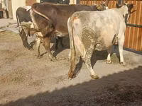 母牛, Holstein breed — 照片 5