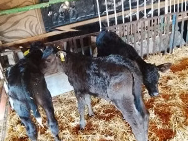 Bull, Cattle