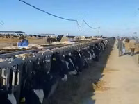 Vaca, Swiss cattle — foto 1