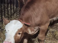 ثور, Simmental cattle — الصورة 2
