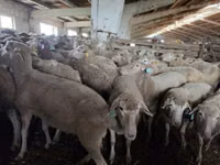 Хонь, Kuibyshev sheep — 1 зураг