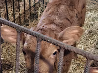 ثور, Simmental cattle — الصورة 8