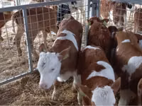 公牛, Simmental cattle — 照片 3