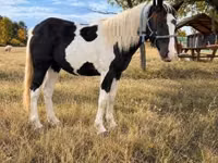 فرس, Gypsy horse — الصورة 2