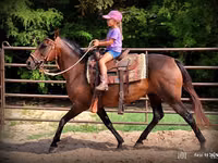घोड़ी, Quarter Horse — फ़ोटो 3