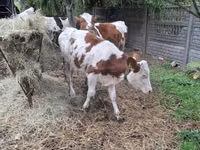 Kuh, Russian Black pied cattle — Foto 3