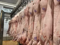 Sow, Pigs — photo 2