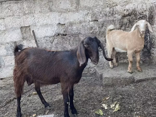 Коза, Дамасская коза