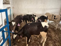 Bulle, Holstein-Rasse — Foto 4