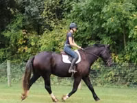 घोड़ा, Percheron — फ़ोटो 7