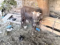 Bull, Cattle — photo 3